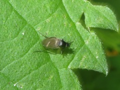 Phorinae