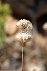 Gypsophila pallasii