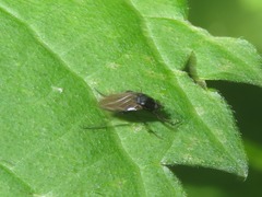 Phorinae
