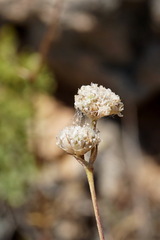 Gypsophila pallasii