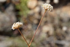 Gypsophila pallasii
