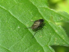 Phorinae