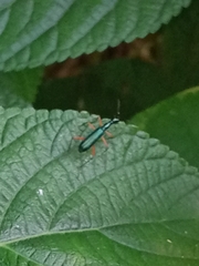 Neocollyris