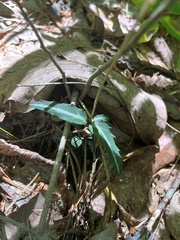 Chimaphila maculata