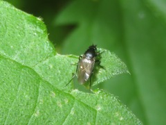 Phorinae