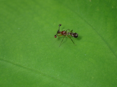 Teleopsis quadriguttata