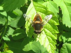 Eristalis intricaria