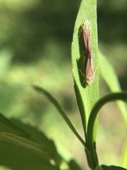 Graphocephala coccinea
