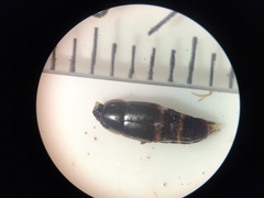 Tachinus rufipes