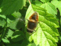 Eristalis intricaria