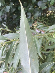 Salix
