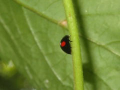 Chilocorus renipustulatus