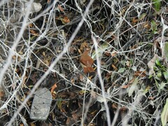 Certhiaxis cinnamomeus