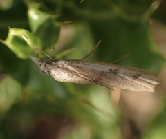 Agriphila inquinatella