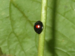 Chilocorus renipustulatus