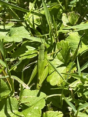 Dichromorpha viridis