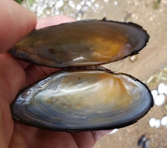 Strophitus undulatus