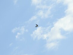 Tachycineta leucorrhoa