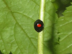 Chilocorus renipustulatus