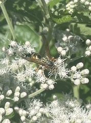 Polistes aurifer