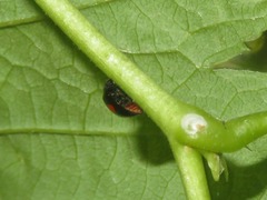 Chilocorus renipustulatus