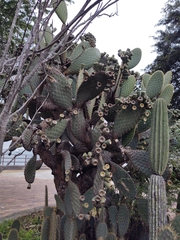 Opuntia galapageia