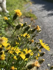 Hieracium umbellatum