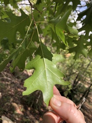 Quercus buckleyi