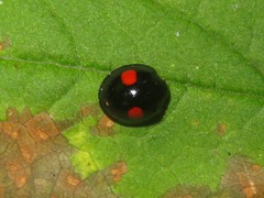 Chilocorus renipustulatus