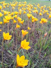 Zephyranthes tubispatha