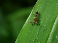 Teleopsis quadriguttata