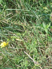 Agrimonia eupatoria