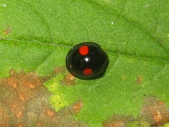 Chilocorus renipustulatus