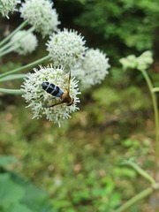 Leucozona glaucia
