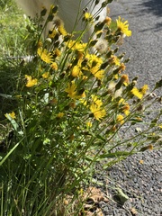 Hieracium umbellatum