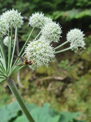 Leucozona glaucia
