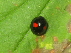 Chilocorus renipustulatus