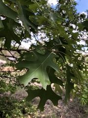 Quercus buckleyi