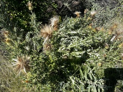 Cirsium