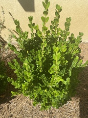 Buxus
