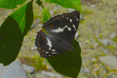 Apatura iris