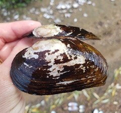 Strophitus undulatus