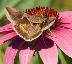 Anagrapha falcifera