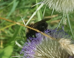 Bombus campestris