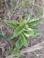 Berkheya armata