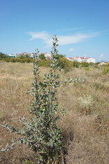 Pyrus elaeagrifolia