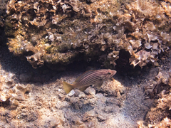 Epinephelus costae