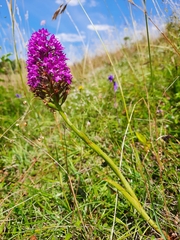 Anacamptis pyramidalis