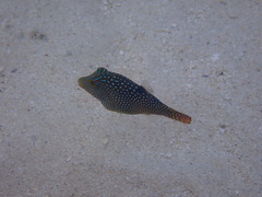 Canthigaster solandri
