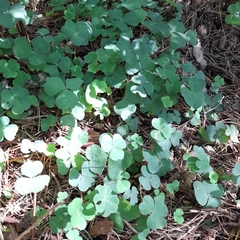 Oxalis acetosella